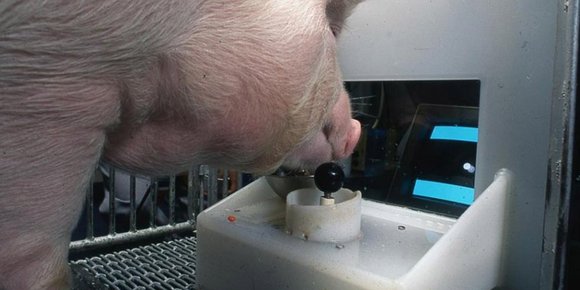 Lærte opp griser til å spille dataspill